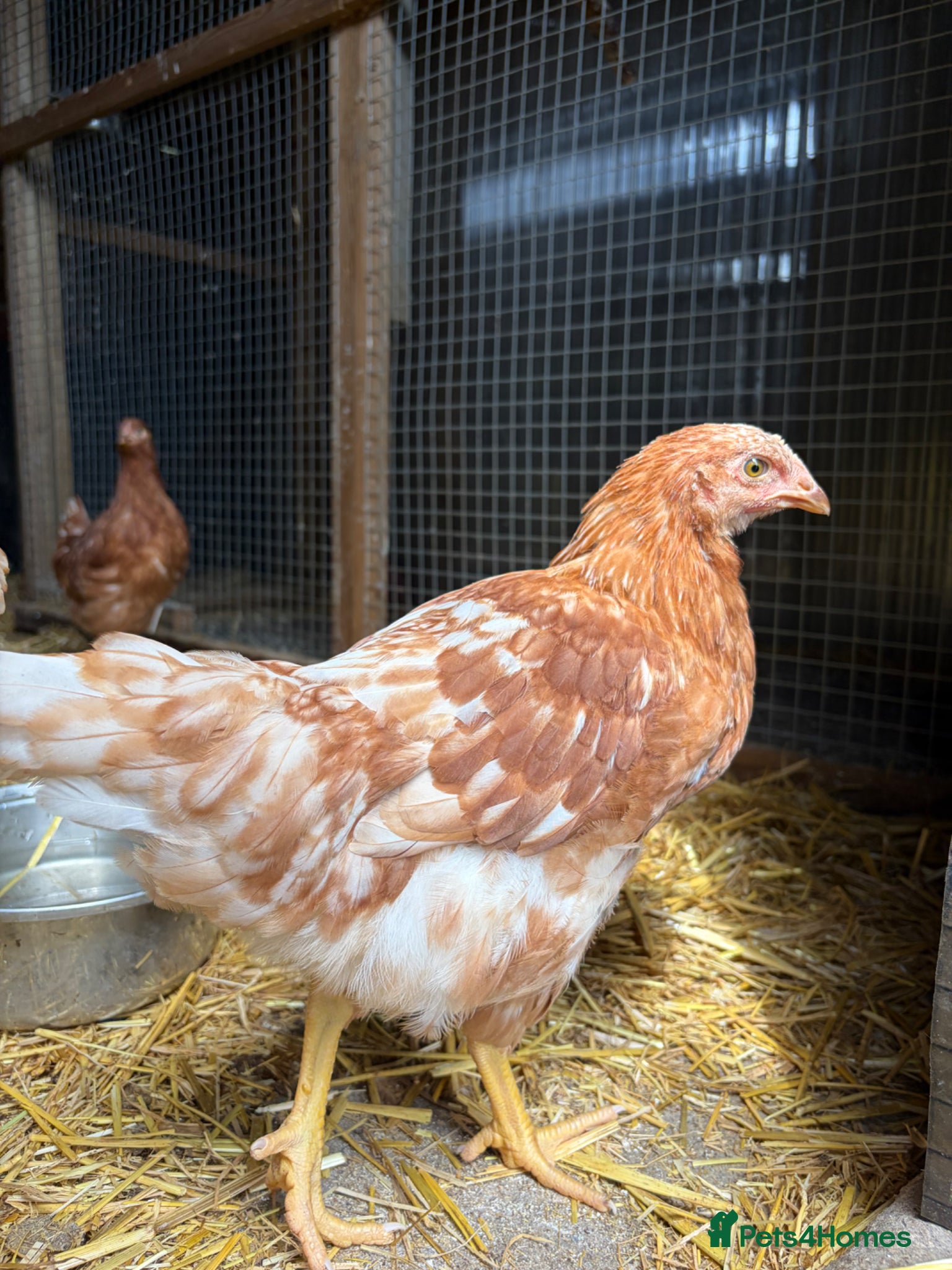 Chickens poultry for sale: 3 Beautiful Isa Brown Pullets - Advert 3