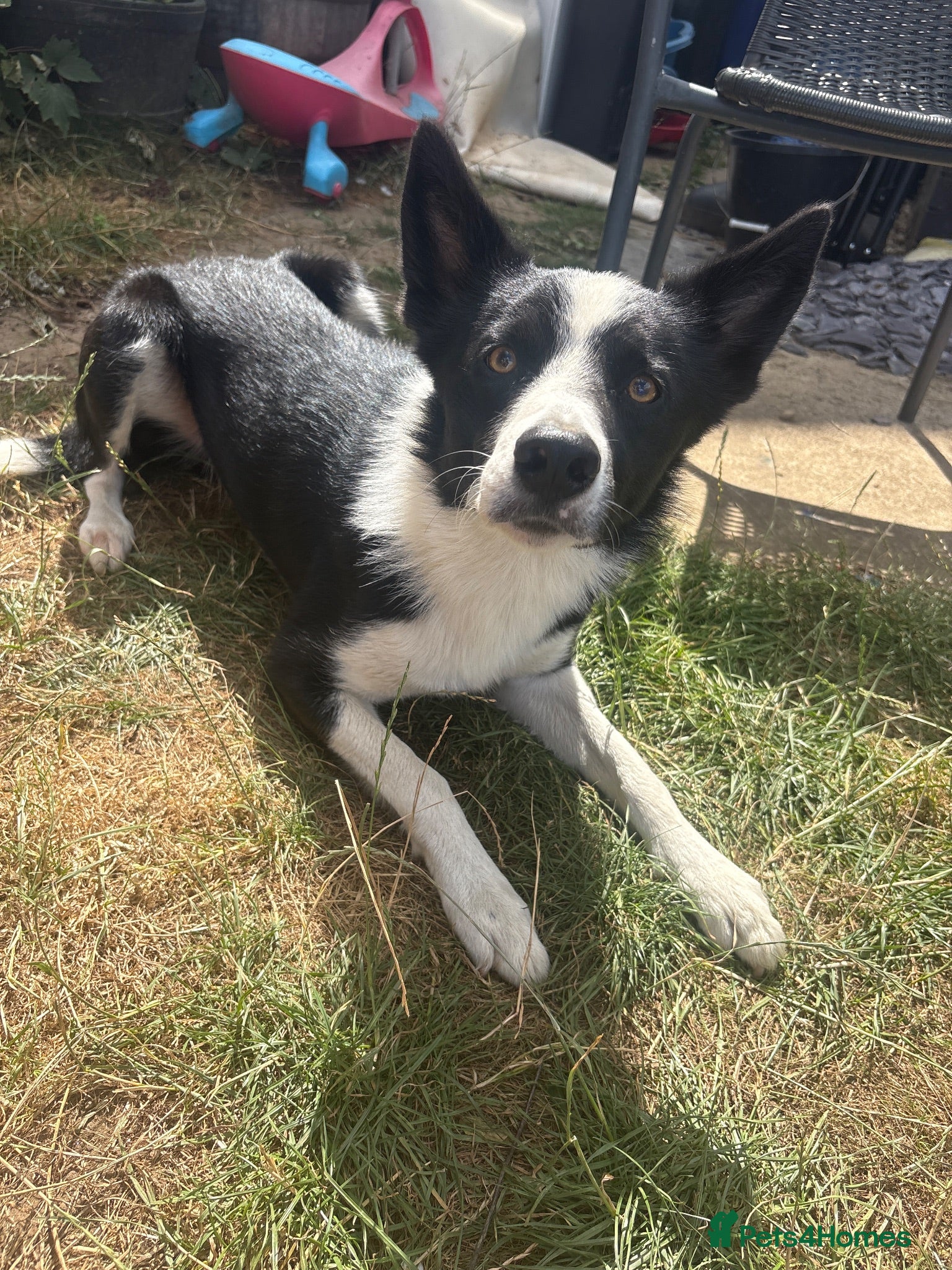 Border Collie dogs Border Collie stud Available - Advert 1