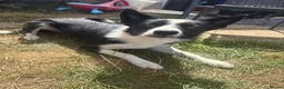 Border Collie dogs for stud: Border Collie stud Available - Advert 1