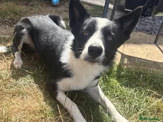 Border Collie dogs Border Collie stud Available - Advert 1