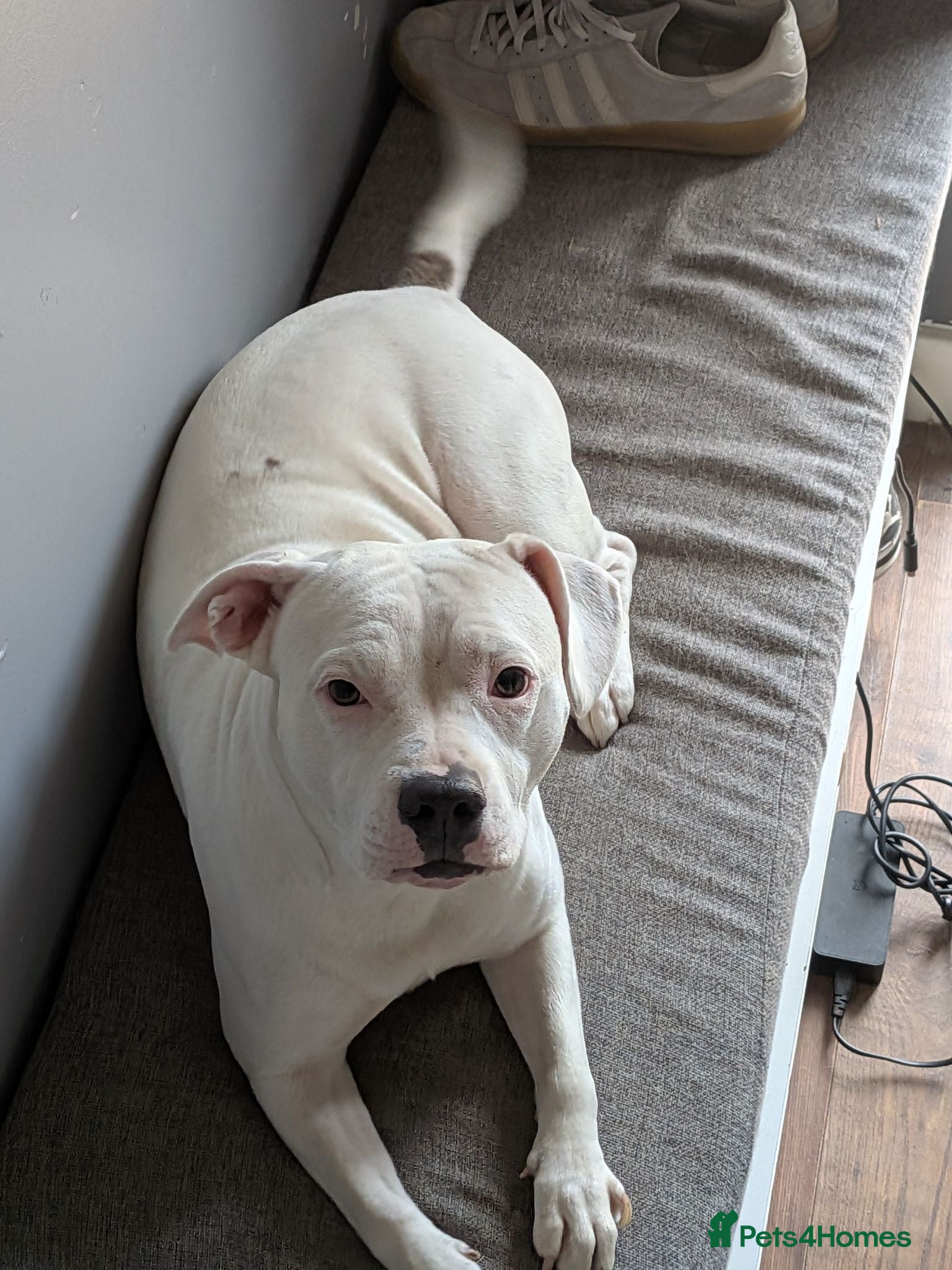 Mixed Breed dogs Staff x frenchie - Advert 1