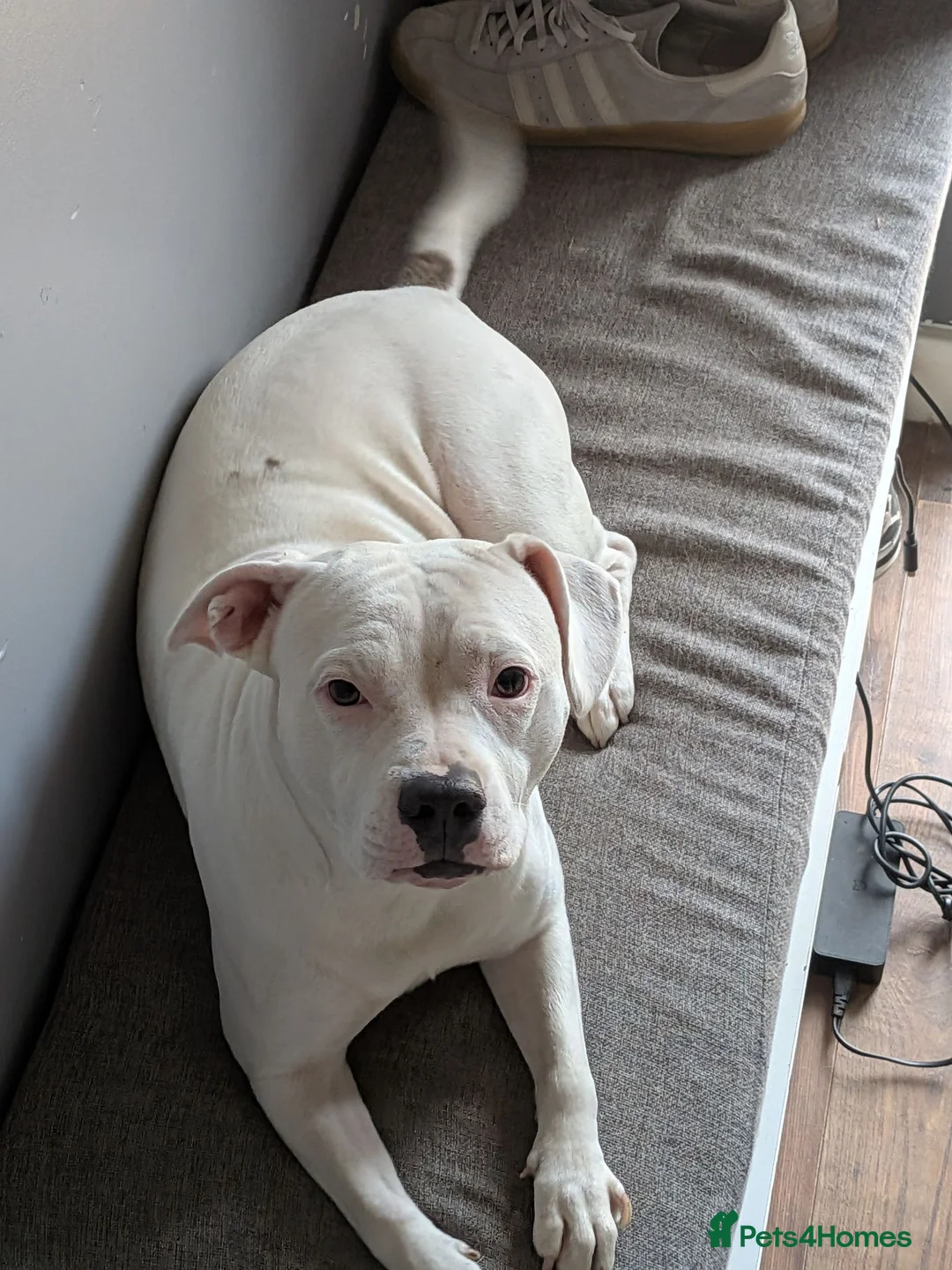 Mixed Breed dogs for sale: Staff x frenchie in Basingstoke - Advert 1