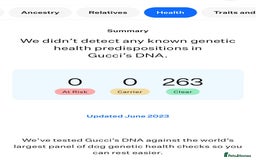 Maltese dogs for stud: ❤️health tested Tiny Korean Maltese boy❤️ - Image 13