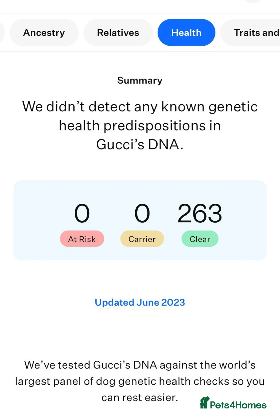 Maltese dogs for stud: 🤎DNA health tested Tiny Korean Maltese boy 🤎 - Advert 11