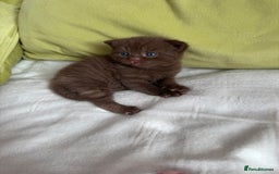 British Shorthair cats for sale: 🇬🇧✅BSH chocolate boys ⭐️GCCF💎last 2 left 🍩 - Image 2