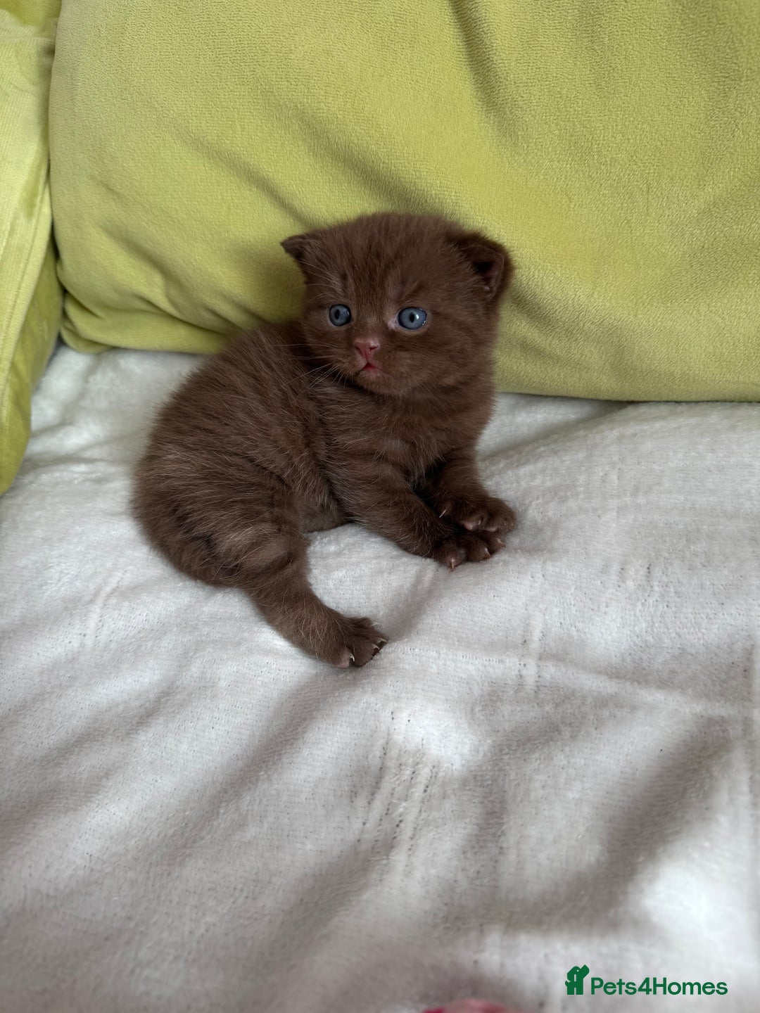 British Shorthair cats for sale: 🇬🇧✅BSH chocolate boys ⭐️GCCF💎last 2 left 🍩 - Image 2