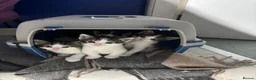 British Shorthair cats for sale: Ready to good home  - Advert 7