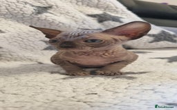 Sphynx cats for sale: Canadian sphynx - Image 4