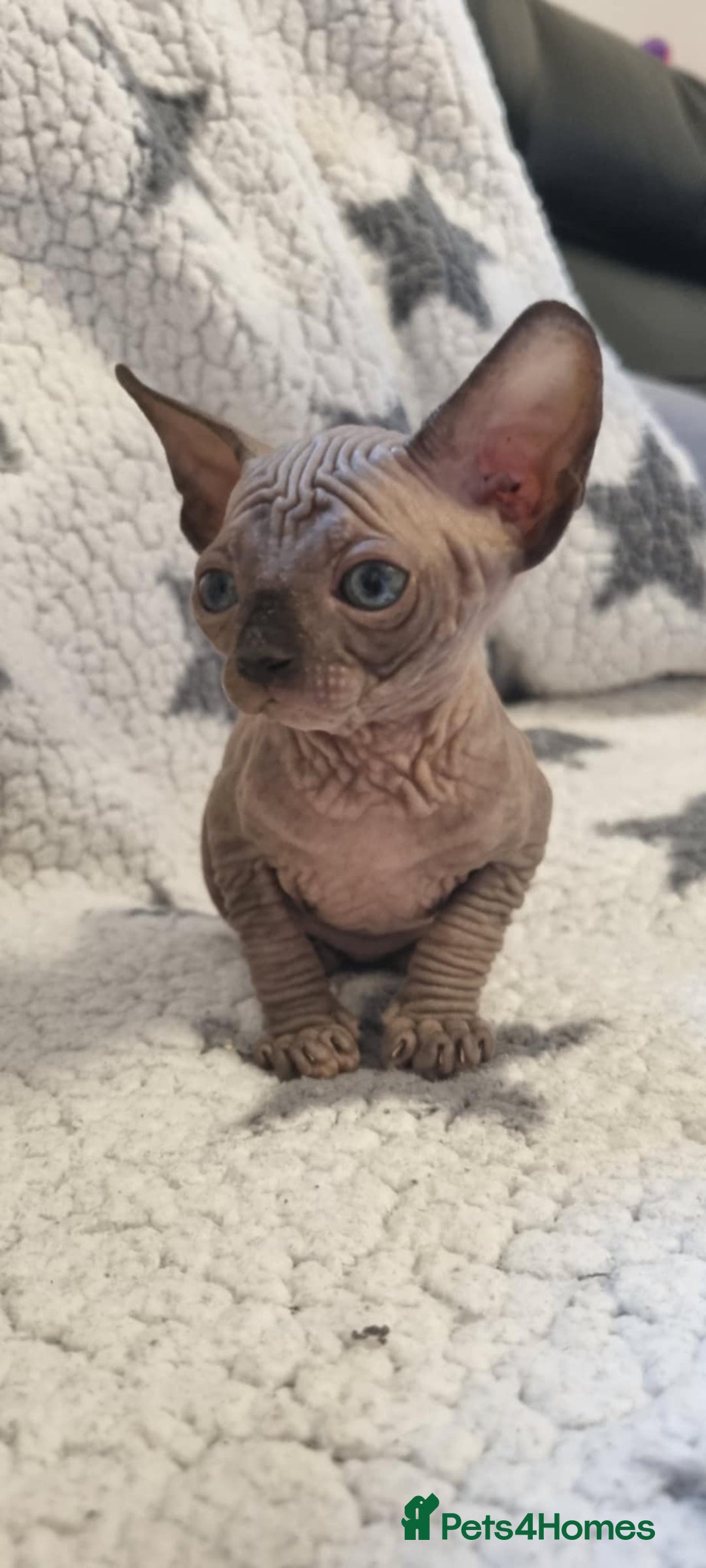 Sphynx cats for sale: Canadian sphynx - Image 4