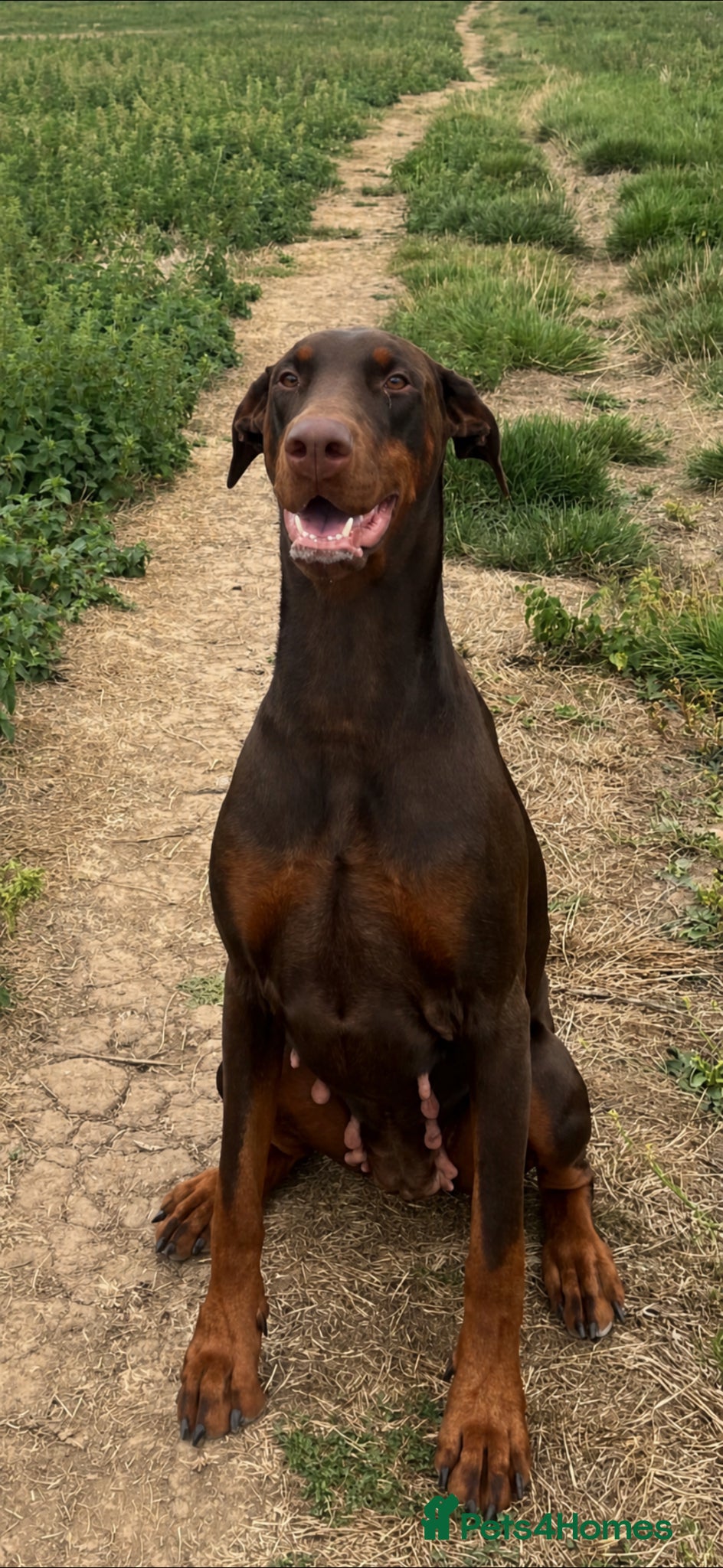 Dobermann dogs 2 beautiful Doberman males forsale  - Advert 1