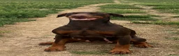 Dobermann dogs for sale: 2 beautiful Doberman males forsale  - Advert 1