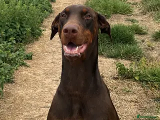 Dobermann dogs 2 beautiful Doberman males forsale - Advert 12