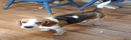 Beagle dogs for sale: Beautiful Beagle Girl - Advert 3