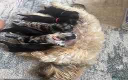 Mixed Breed dogs for sale: Shihpoo X Cocker Spaniel pups - Image 15