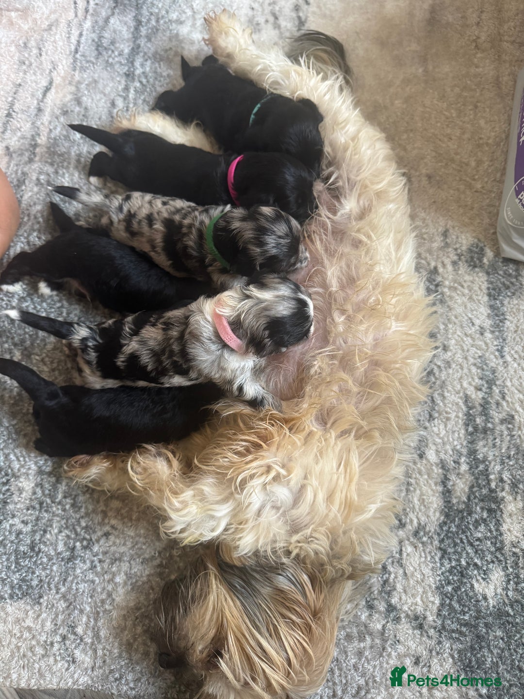 Mixed Breed dogs for sale: Shihpoo X Cocker Spaniel pups - Image 15