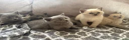 British Shorthair cats for sale: Beautiful British shorthair kittens - Advert 9