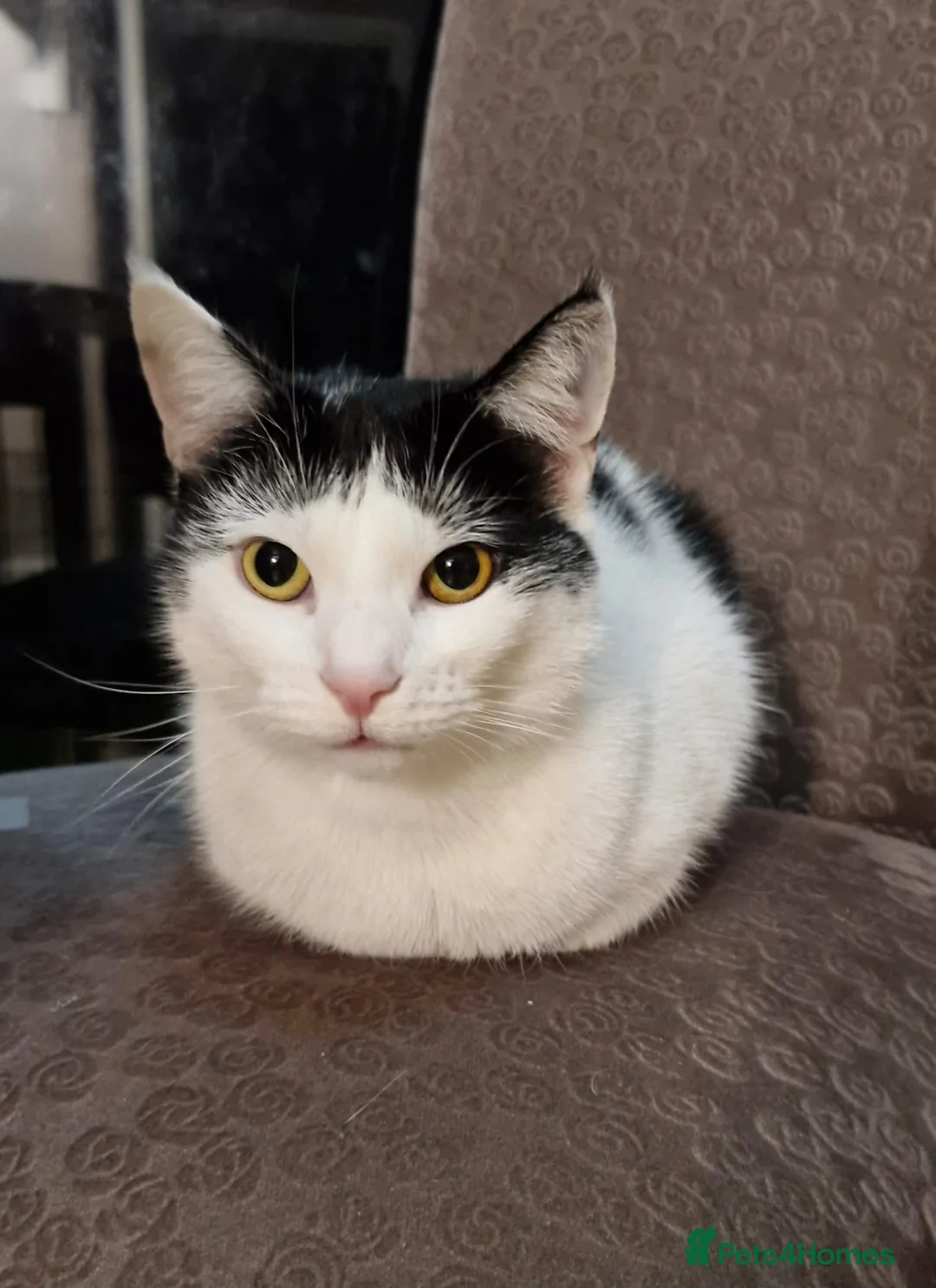 Mixed Breed cats for sale: 3 year old female cat - Advert 2