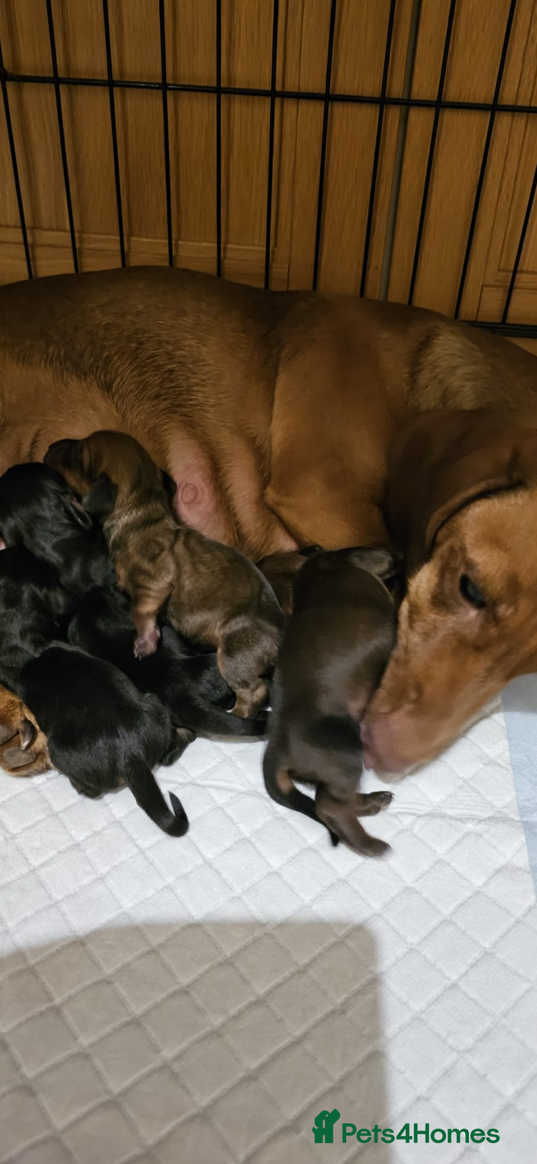Dachshund dogs for sale: Pure bred perfect dachshund puppies - Image 3