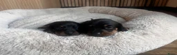 Miniature Dachshund dogs for sale: Miniature dachshund puppies  - Advert 3