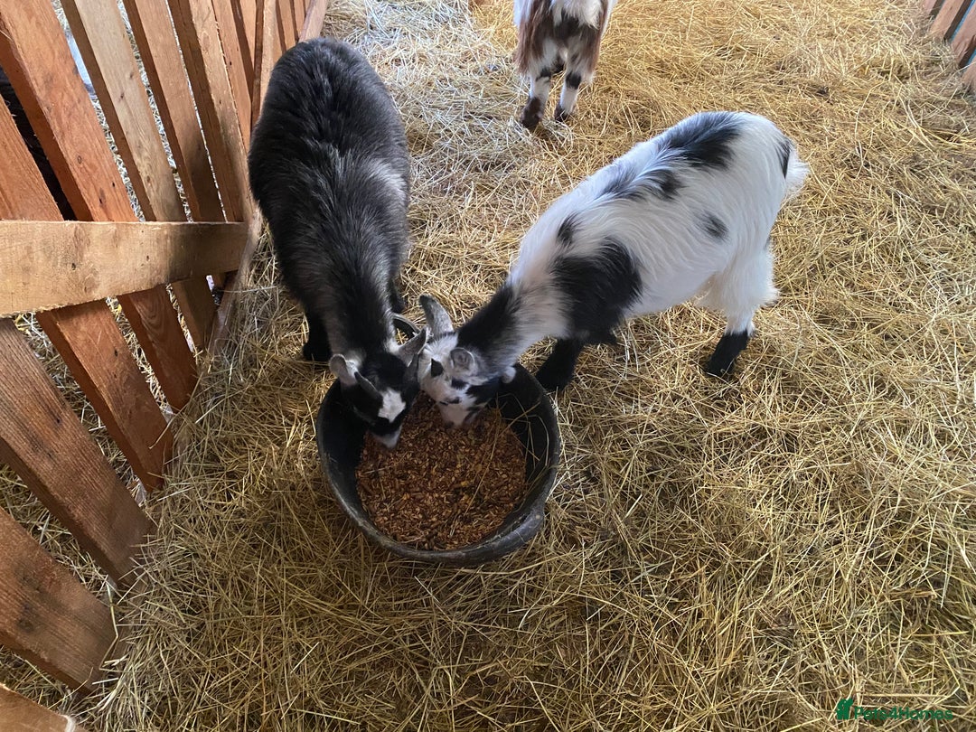 Goats livestock for sale: Flock of Pigmy goats for sale - Advert 5