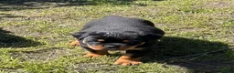 Rottweiler dogs for sale: Beautiful Rottie Pups available  - Advert 9