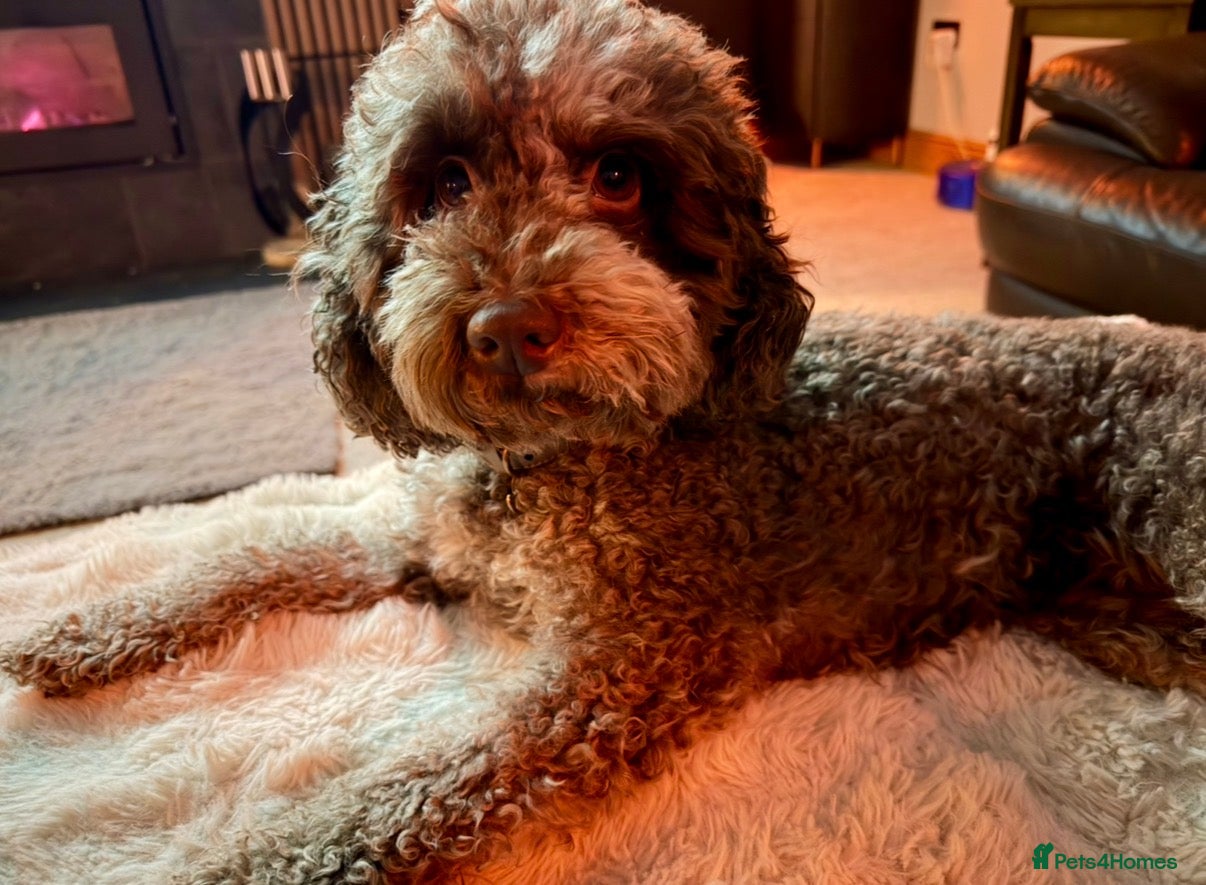 Cockapoo dogs for sale: Cockapoo experience from birth to home 12.5.26 🥰 - Advert 1