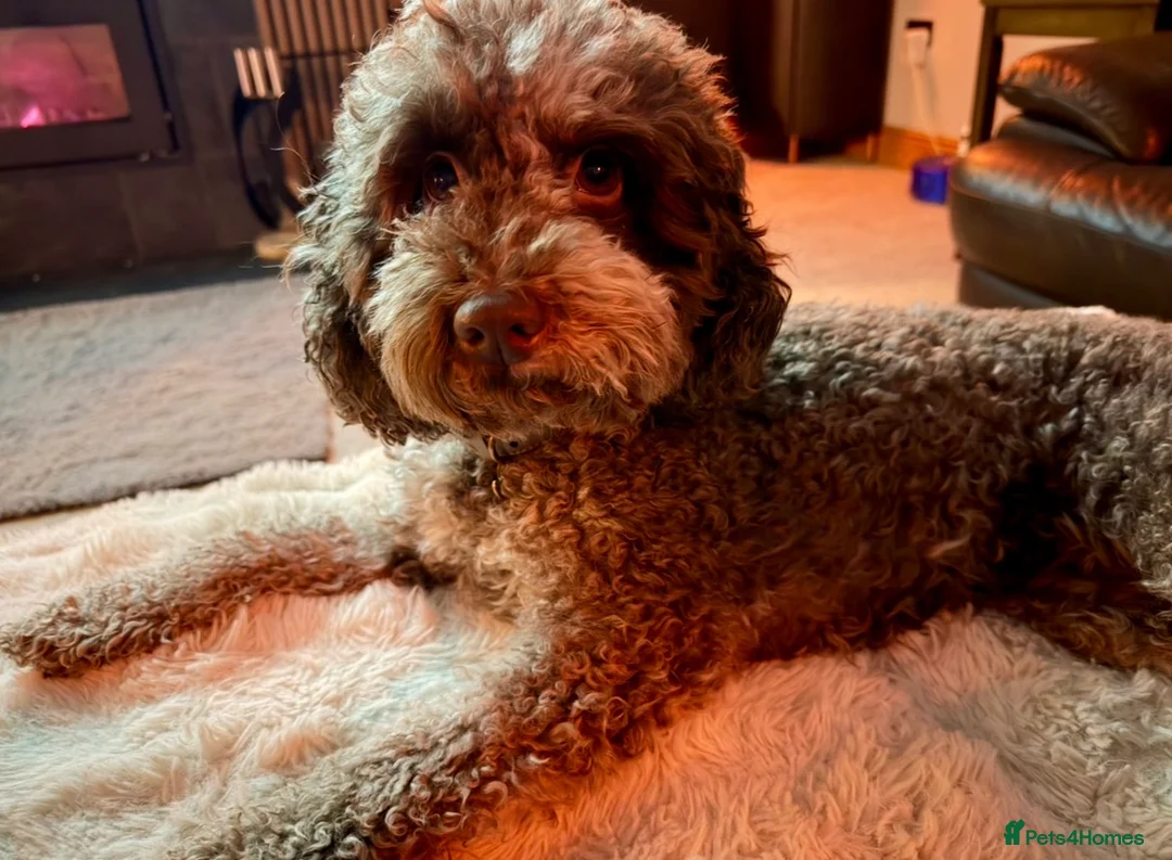 Cockapoo dogs for sale: Cockapoo experience from birth to home 12.5.26 🥰 in Ilkeston - Advert 1