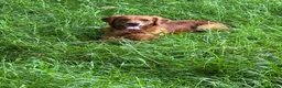 Golden Retriever dogs for sale: Beautiful litter of dark red golden retriever pups - Advert 11