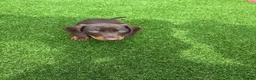 Dachshund dogs for sale: Miniature Dachshund Smooth Haired Dachshunds' - Advert 7