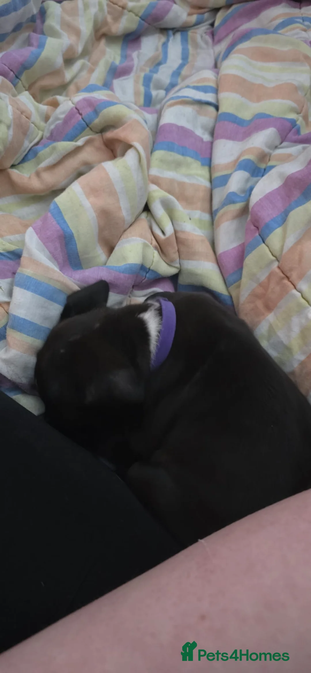 Staffordshire Bull Terrier dogs for sale: Full staffy pup only one girl  - Advert 5