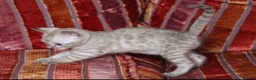 Bengal cats for sale: Outstanding Bengal kittens , European champion dad - Advert 7