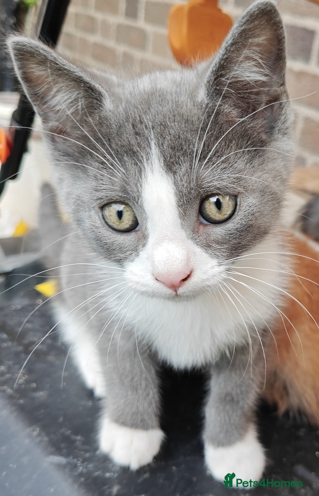 Mixed Breed cats for sale: Gorgeous Part BSH kittens ready to go now - Image 38