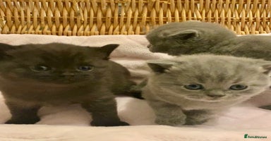 British Shorthair cats - Advert 6