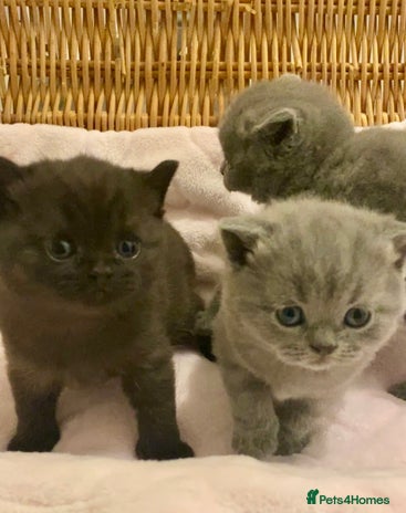 British Shorthair cats - Advert 2