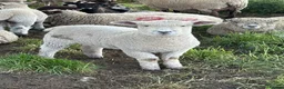 Sheep livestock for sale: White / Coloured Ryelands - Advert 2
