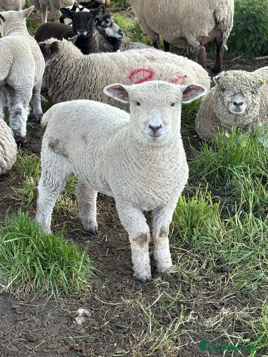 Sheep livestock for sale: White / Coloured Ryelands - Advert 2