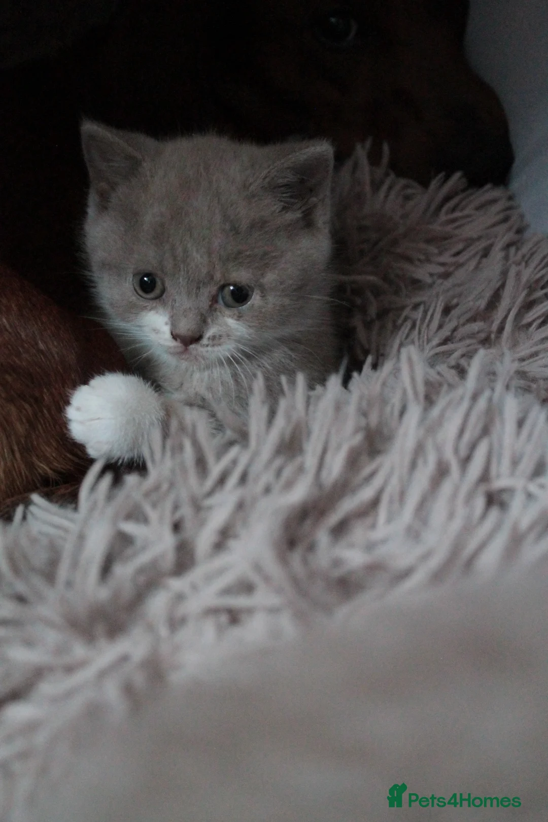 British Shorthair cats for sale: TICA British Shorthair & Longhair Kittens  - Advert 33