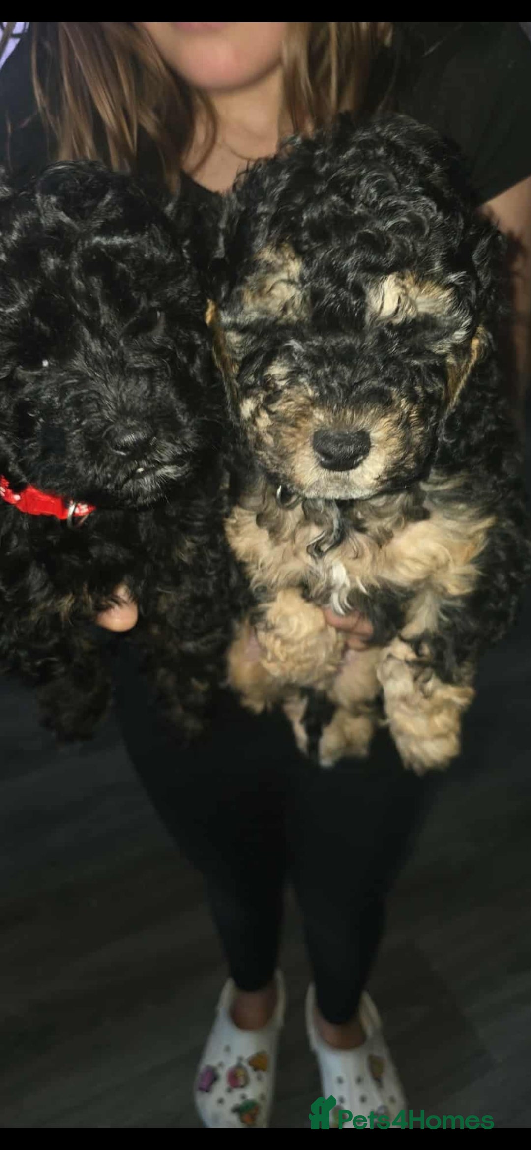 Cockapoo dogs for sale: Beautiful f1b cockapoo puppies  - Image 1