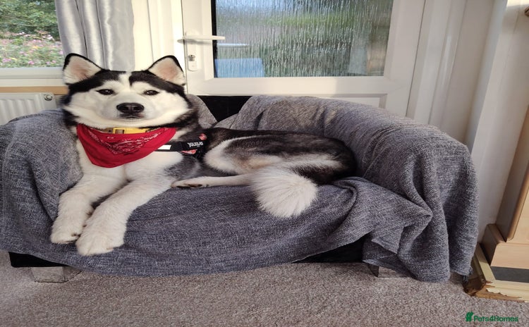 Siberian Husky dogs - Advert 2