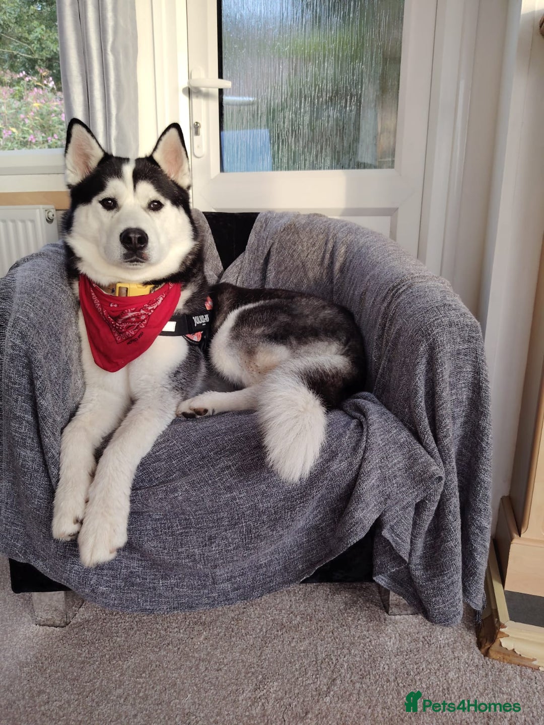 Siberian Husky dogs for sale: Rehome for 1 year old Bella. - Image 1