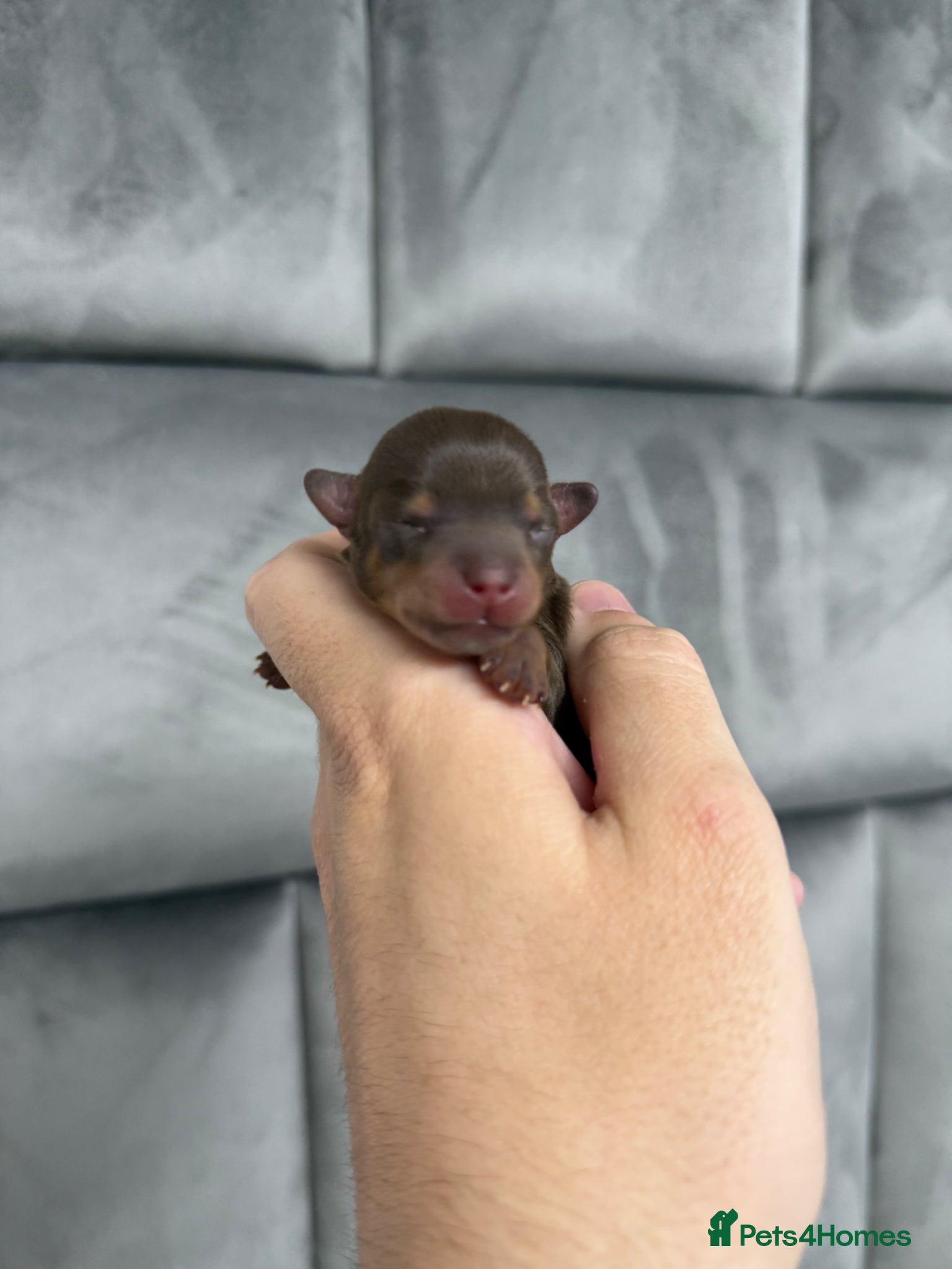 Chipoo dogs for sale: 💎 EXQUISITE TINY CHIPOO PUPPIES AVAILABLE 💎  - Advert 7