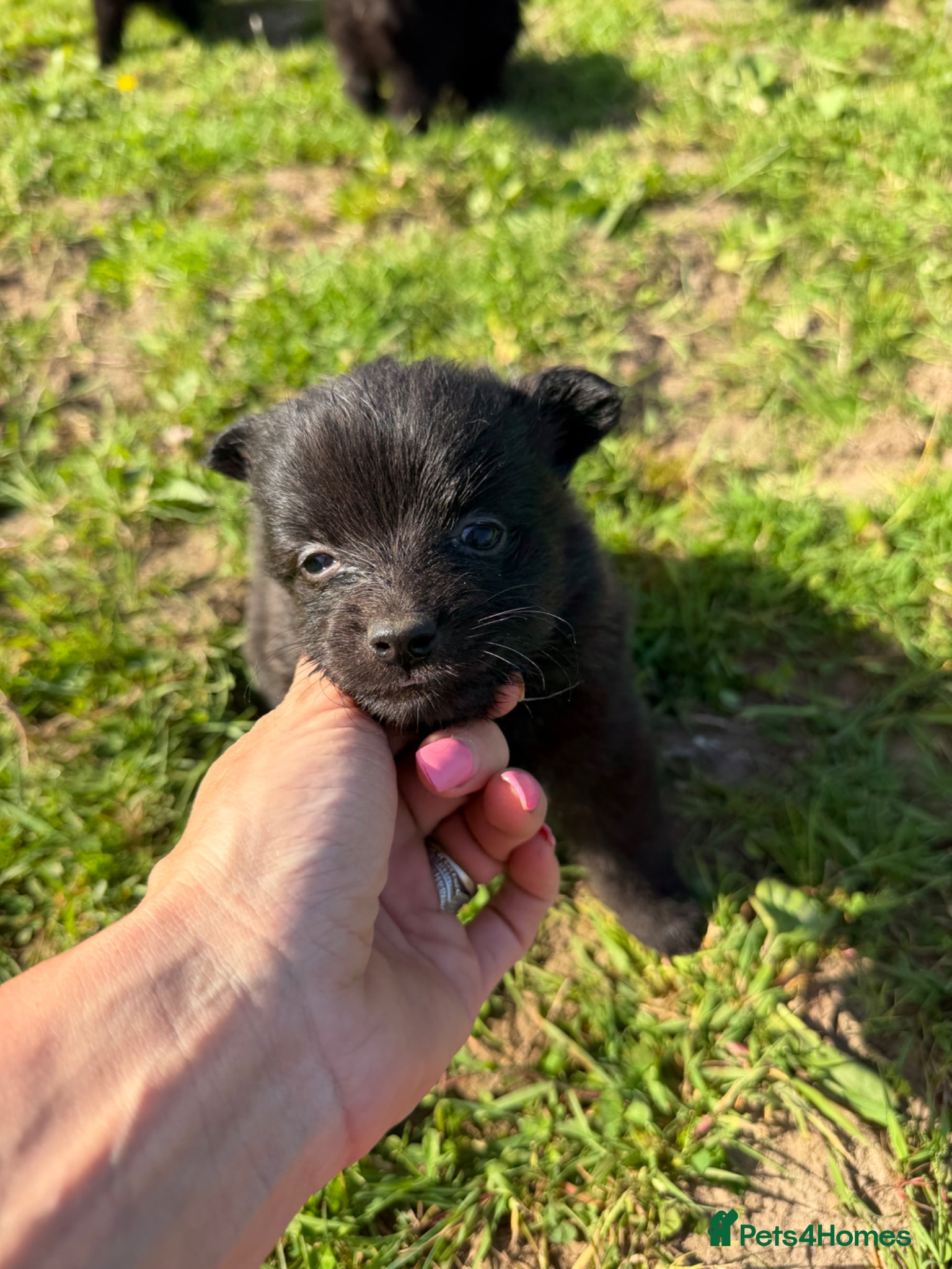 Mixed Breed dogs Beautiful Pomspitz Puppies Ready Soon - Advert 2