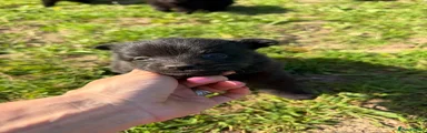 Mixed Breed Puppy 5