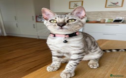 Bengal cats for sale: Bengal kittens  - Image 3