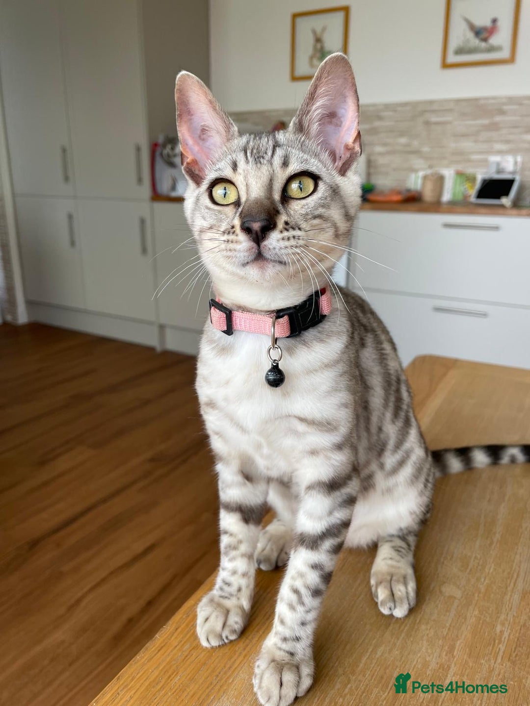 Bengal cats for sale: Bengal kittens  - Image 3