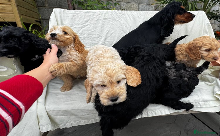 Cockapoo dogs - Advert 2