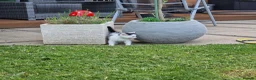 Mixed Breed cats for sale: Beautiful Kittens Looking for Loving Homes - Advert 7