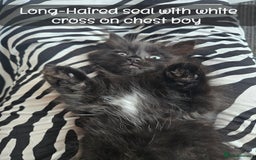 Ragdoll cats for sale: 12 half-Ragdolls (£150-£475) - Image 28