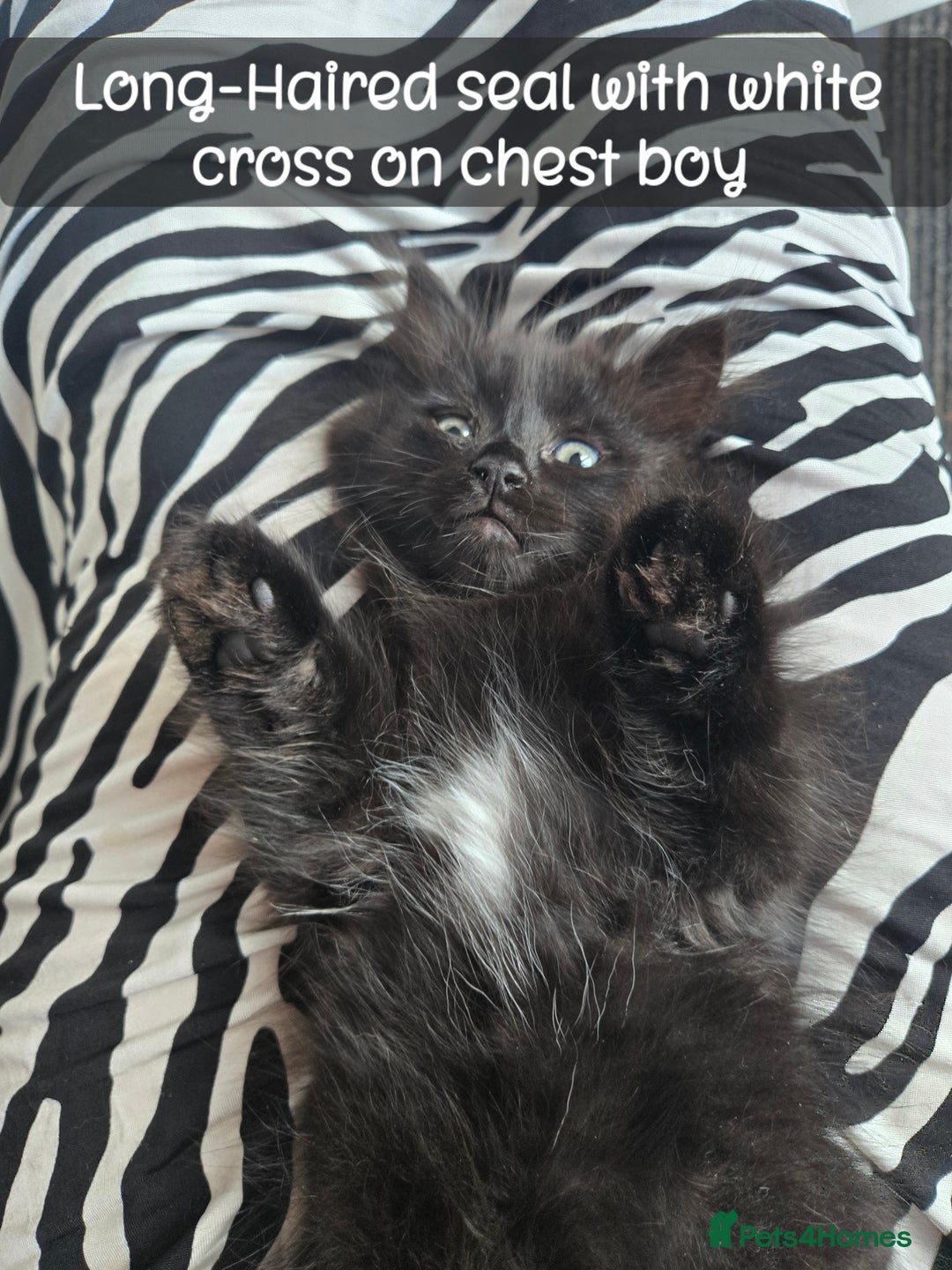 Ragdoll cats for sale: 12 half-Ragdolls (£150-£475) - Image 28