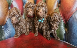 Toy Poodle dogs for sale: Gorgeous chocolate tiny toy poodles  - Image 10